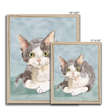 Devon Rex Cat Portrait Framed Print