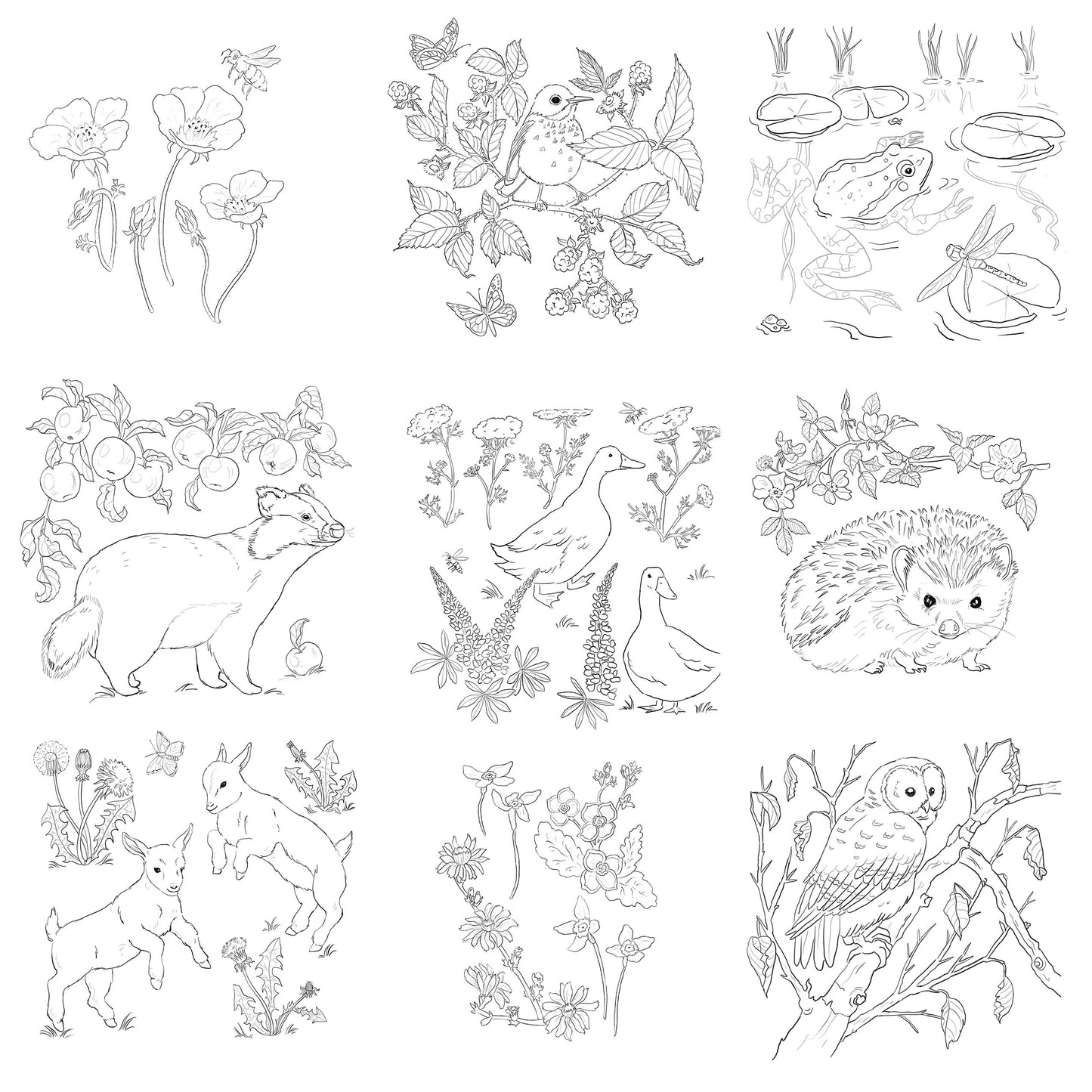 Friends of the Field and Forest Coloring Book