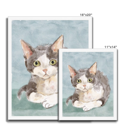 Devon Rex Cat Portrait Framed Print