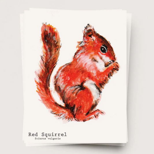 Red Squirrel 6-card Set